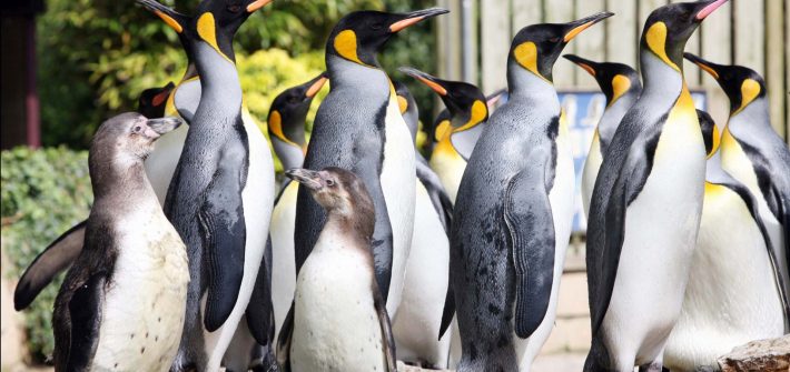 Penguins at Birdland Bourton-on-the-Water