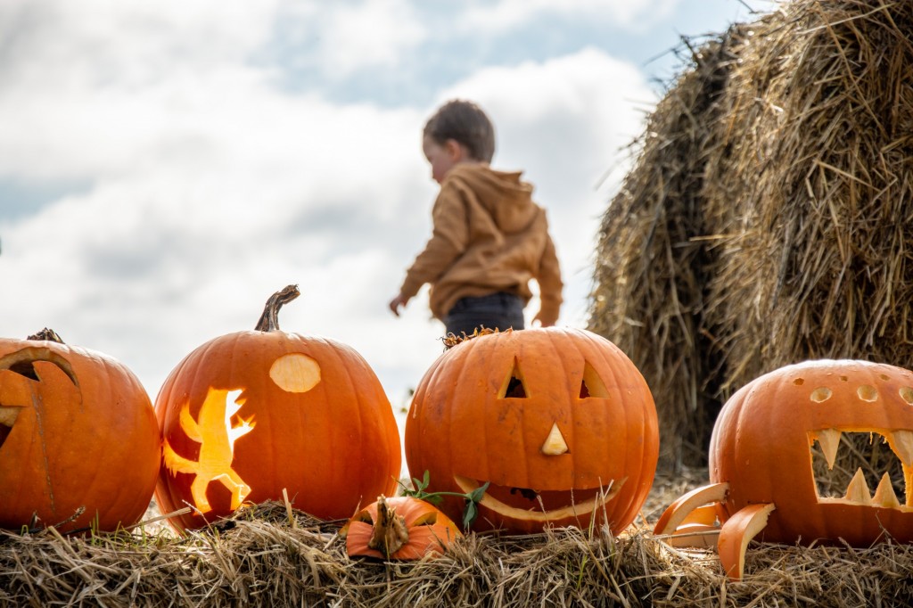 Pumpkin Patch