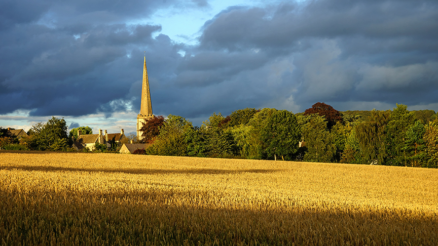 Corn field