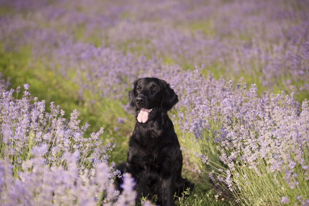 Dog in lavendar field