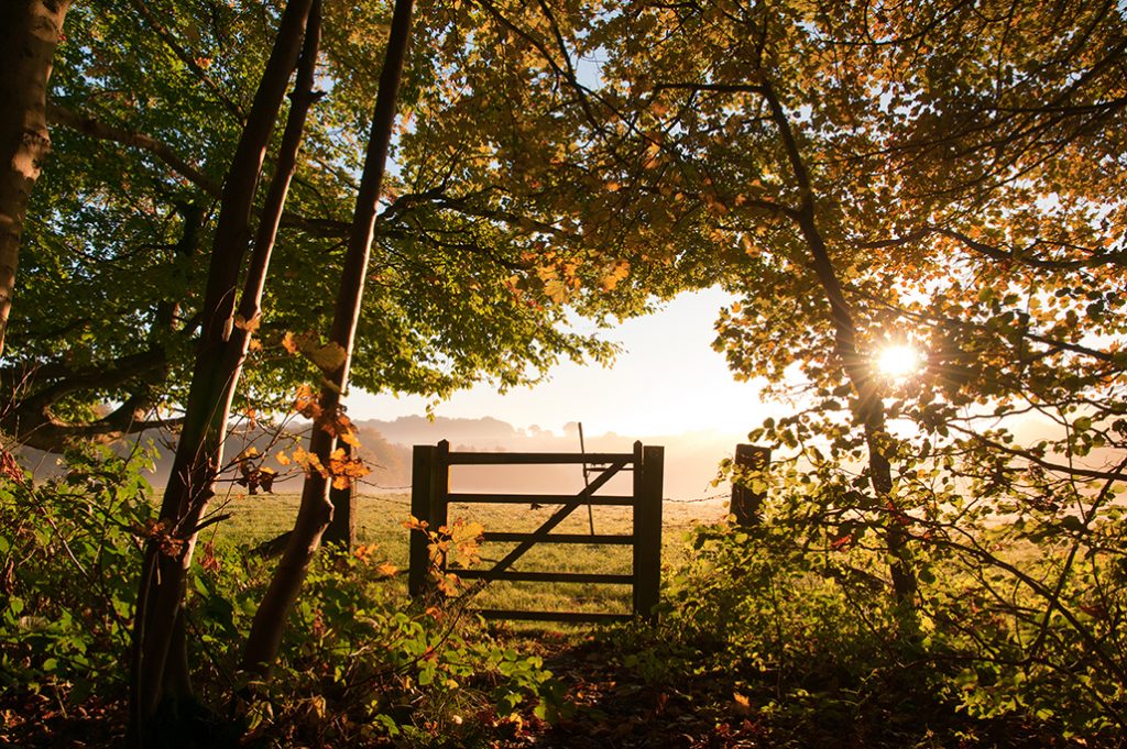 Gate under trees