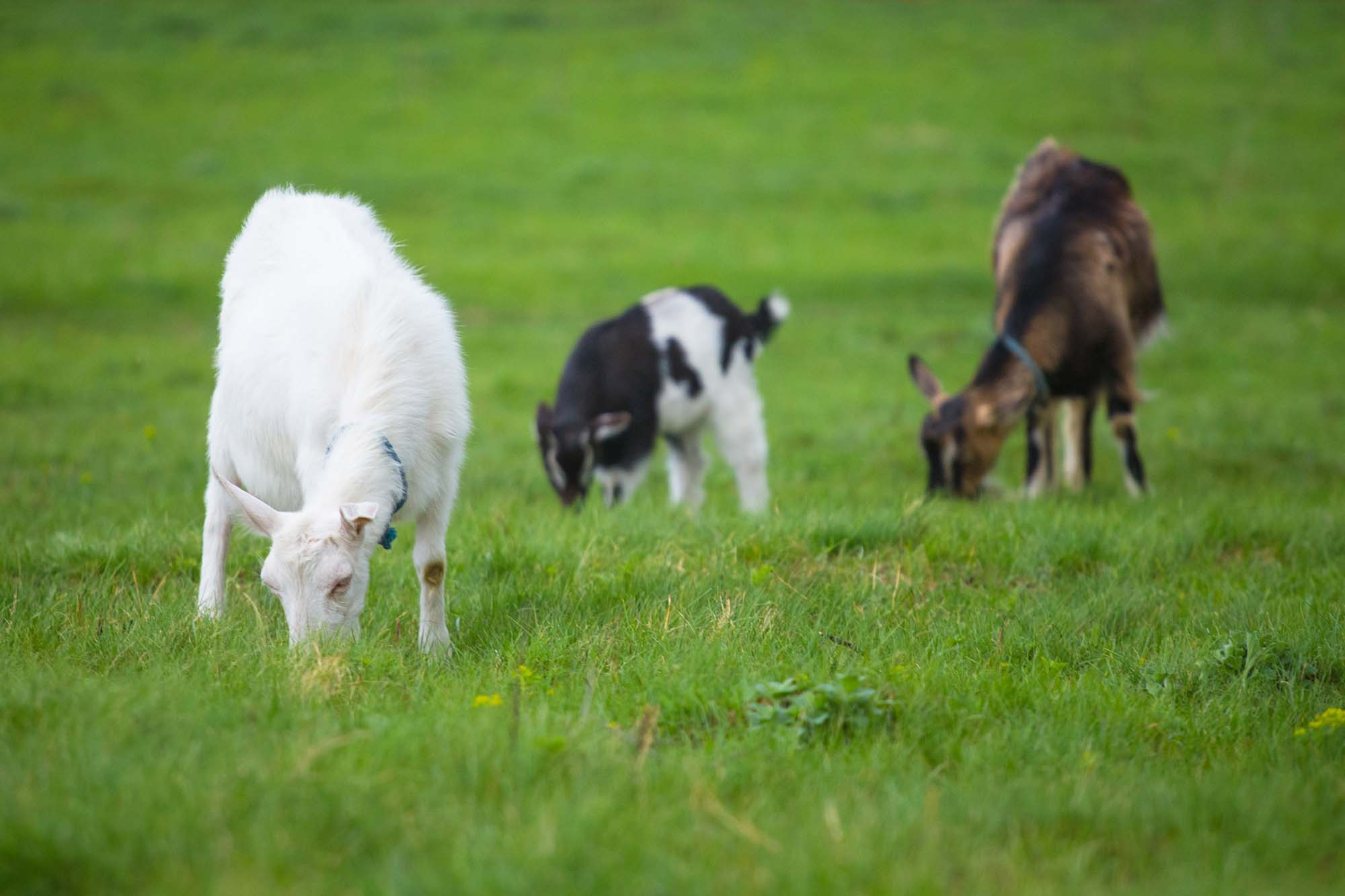 Goats in Field