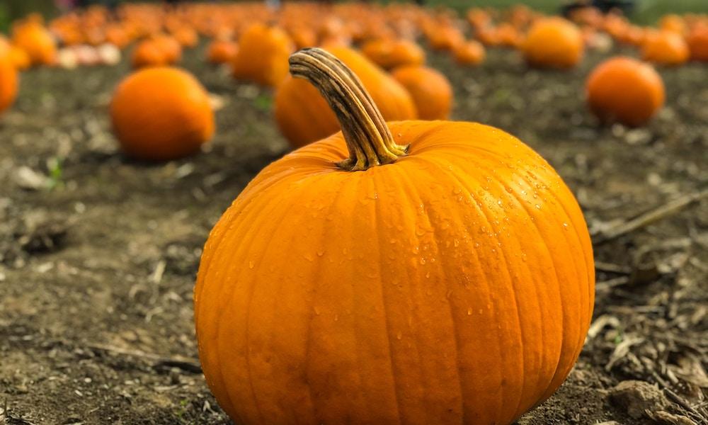 Pick your own pumpkins the Cotswolds