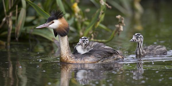 Wildlife Cotswold Waterpark